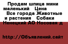 Продам шпица мини маленький › Цена ­ 15 000 - Все города Животные и растения » Собаки   . Ненецкий АО,Носовая д.